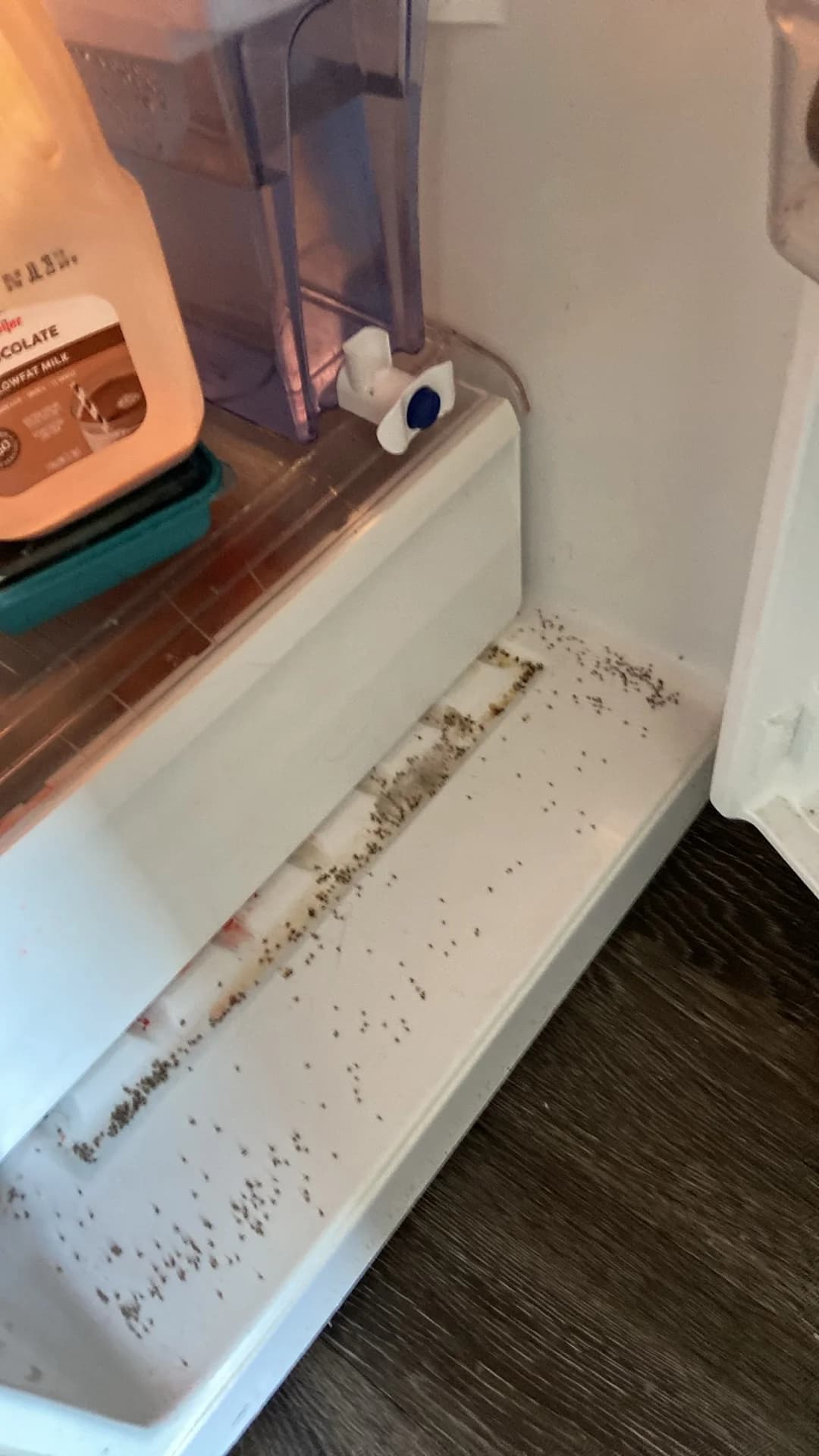 Refrigerator shelf covered in droppings before a deep clean, the kind of job we take without judgment